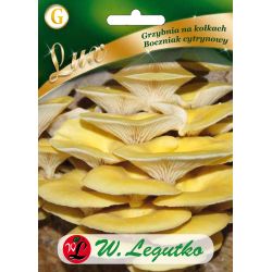 Mycelium na kolíčkách - Hlíva ústřičná citronová - Semena - W. Legutko Mycelium na kolíčkách - Hlíva ústřičná citronová - Semena - W. Legutko