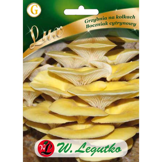 Mycelium na kolíčkách - Hlíva ústřičná citronová - Semena - W. Legutko Mycelium na kolíčkách - Hlíva ústřičná citronová - Semena - W. Legutko