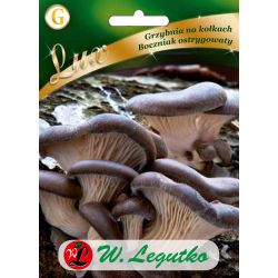 Mycelium na kolíčkách - Hlíva ústřičná - Semena - W. Legutko Mycelium na kolíčkách - Hlíva ústřičná - Semena - W. Legutko