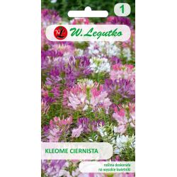 Cleome trnitá - směs - Semena - W. Legutko