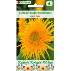 Polské květiny - Okrasná slunečnice - Astra Gold - Semena - W. Legutko