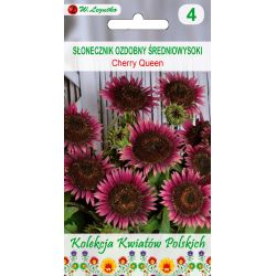 Polské květiny - Okrasná slunečnice - Cherry Queen - Semena - W. Legutko