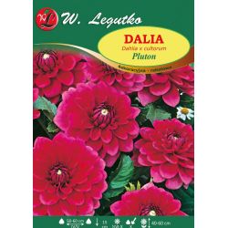 Zahradní jiřina - Pluton - kaktus - border - šarlatová třešeň - 1 ks. - Cibule a oddenky - W. Legutko