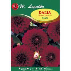 Zahradní jiřina - Gilda - dekorativní - bordura - šarlatová - 1 ks. - Cibule a oddenky - W. Legutko