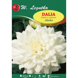 Zahradní jiřina - Aljaška - dekorativní - vysoká - bílá - 1 ks. - Cibule a oddenky - W. Legutko Zahradní jiřina - Aljaška - dekorativní - vysoká - bílá - 1 ks. - Cibule a oddenky - W. Legutko