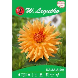 Zahradní jiřina - Aida - kaktus - vysoký - zlatooranžová - 1 ks. - Cibule a oddenky - W. Legutko Zahradní jiřina - Aida - kaktus - vysoký - zlatooranžová - 1 ks. - Cibule a oddenky - W. Legutko