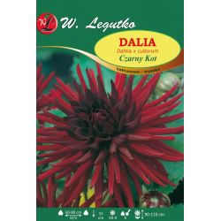 Zahradní jiřina - Černá kočka - kaktus - vysoký - šarlatový - 1 ks. - Cibule a oddenky - W. Legutko