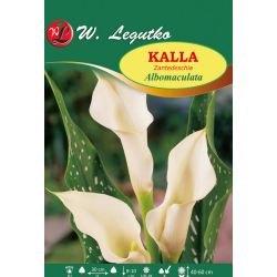 Kalla - Albomaculata - bílá - 1 ks. - Cibule a oddenky - W. Legutko Kalla - Albomaculata - bílá - 1 ks. - Cibule a oddenky - W. Legutko