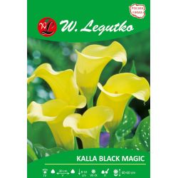 Kalla - Black Magic - žlutá - 1 ks. - Cibule a oddenky - W. Legutko Kalla - Black Magic - žlutá - 1 ks. - Cibule a oddenky - W. Legutko