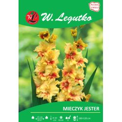 Mečík - Jester - velkokvětý - 5 ks. - Cibule a oddenky - W. Legutko Mečík - Jester - velkokvětý - 5 ks. - Cibule a oddenky - W. Legutko