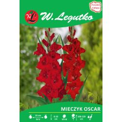 Mečík - Oscar - velkokvětý - červený - 5 ks. - Cibule a oddenky - W. Legutko Mečík - Oscar - velkokvětý - červený - 5 ks. - Cibule a oddenky - W. Legutko