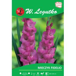 Mečík - Fidelio - velkokvětý - 5 ks. - Cibule a oddenky - W. Legutko Mečík - Fidelio - velkokvětý - 5 ks. - Cibule a oddenky - W. Legutko