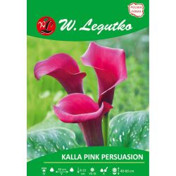 Kalla - Pink Persuasion - růžová - 1 ks. - Cibule a oddenky - W. Legutko Kalla - Pink Persuasion - růžová - 1 ks. - Cibule a oddenky - W. Legutko