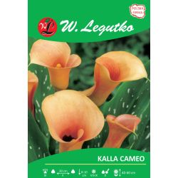 Kalla - Cameo - losos - 1 ks. - Cibule a oddenky - W. Legutko Kalla - Cameo - losos - 1 ks. - Cibule a oddenky - W. Legutko