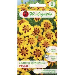Tagetes rozptýlené - Pascal - Semena - W. Legutko