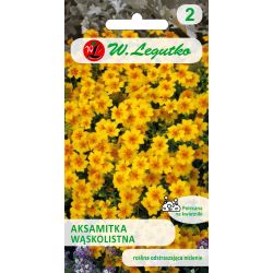 Tagetes úzkolistý - Golden Gem - Semena - W. Legutko