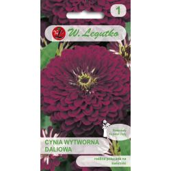 Cínie - elegantní jiřina - Violet Queen - Semena - W. Legutko