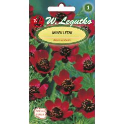 Letní brouk - šarlatový - Semena - W. Legutko