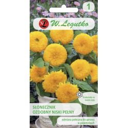 Okrasná slunečnice - nízká plná - Medvídek - Semena - W. Legutko