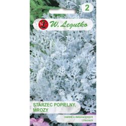 Old Man, Frosts - modrozelené listy, hustě chlupaté - Semena - W. Legutko