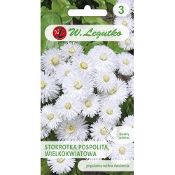 Sedmikráska obecná - velkokvětá - Ave - Semena - W. Legutko