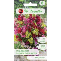 Snapdragon s visícími výhonky - směs - Semena - W. Legutko