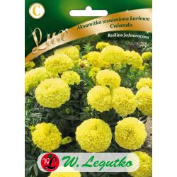 Měsíček zakrslý - Calando - žlutý - Semena - W. Legutko