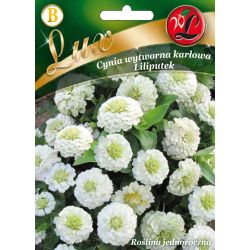 Cínie - Lilliputek - bílá - Semena - W. Legutko