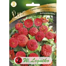 Cínie - Lilliputek - červená - Semena - W. Legutko