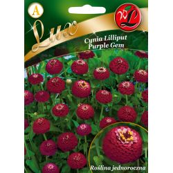 Lilliput cínie - Purple Gem - Semena - W. Legutko