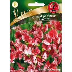 Hrách – sladký – Amerika - Semena - W. Legutko