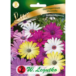 Osteospermum - směs - Semena - W. Legutko