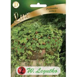 Lesní jahoda - Attila - Semena - W. Legutko