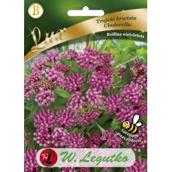 Milkweed - krvavý - Popelka - Semena - W. Legutko