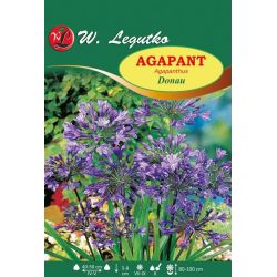 Agapanthus - Donau - modrý - 1 ks. - Cibule a oddenky - W. Legutko Agapanthus - Donau - modrý - 1 ks. - Cibule a oddenky - W. Legutko