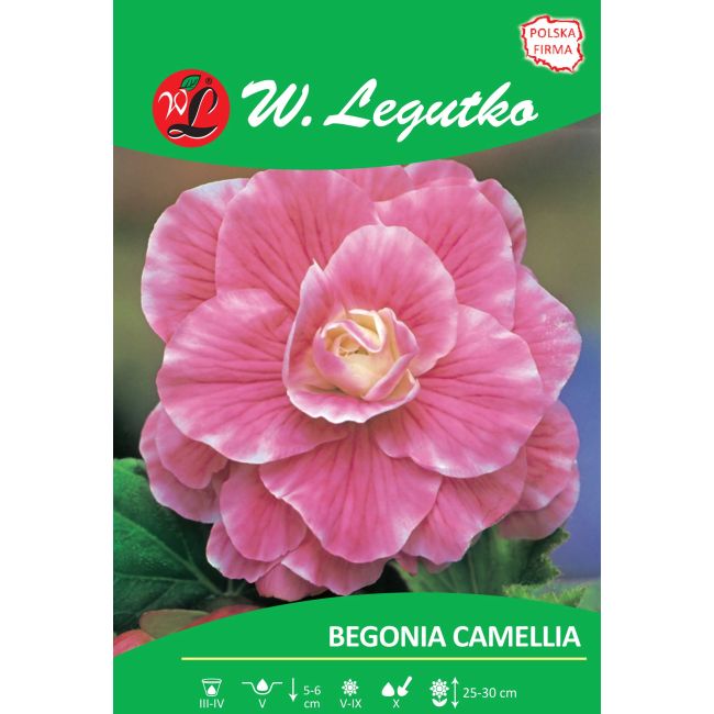 Begonie hlíznatá - Kamélie - růžová - 1 ks. - Cibule a oddenky - W. Legutko Begonie hlíznatá - Kamélie - růžová - 1 ks. - Cibule a oddenky - W. Legutko