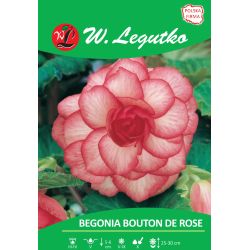 Begonie hlíznatá - Bouton de Rose - červená a bílá - 1 ks. - Cibule a oddenky - W. Legutko Begonie hlíznatá - Bouton de Rose - červená a bílá - 1 ks. - Cibule a oddenky - W. Legutko