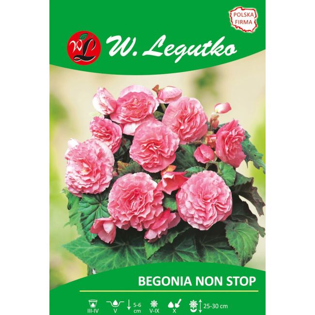 Begonie hlíznatá - Non Stop - růžová - 1 ks. - Cibule a oddenky - W. Legutko Begonie hlíznatá - Non Stop - růžová - 1 ks. - Cibule a oddenky - W. Legutko
