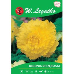 Begonie hlíznatá - zubatá - žlutá - 1 ks. - Cibule a oddenky - W. Legutko Begonie hlíznatá - zubatá - žlutá - 1 ks. - Cibule a oddenky - W. Legutko