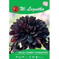 Zahradní jiřina - Black Character - dekorativní - vysoká - černá - 1 ks. - Cibule a oddenky - W. Legutko Zahradní jiřina - Black Character - dekorativní - vysoká - černá - 1 ks. - Cibule a oddenky - W. Legutko