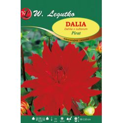 Zahradní jiřina - Pirát - dekorativní - vysoká - šarlatová - 1 ks. - Cibule a oddenky - W. Legutko