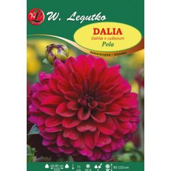 Zahradní jiřina - Pola - dekorativní - vysoká - třešeň - 1 ks. - Cibule a oddenky - W. Legutko