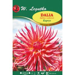 Zahradní jiřina - Caprice - kaktus - vysoký - perleťově růžová - 1 ks. - Cibule a oddenky - W. Legutko Zahradní jiřina - Caprice - kaktus - vysoký - perleťově růžová - 1 ks. - Cibule a oddenky - W. Legutko