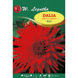 Zahradní jiřina - Kier - kaktus - vysoký - červený - 1 ks. - Cibule a oddenky - W. Legutko