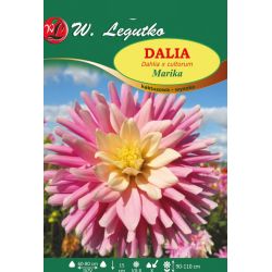 Zahradní jiřina - Marika - kaktus - vysoká - růžová a bílá - 1 ks. - Cibule a oddenky - W. Legutko