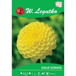 Zahradní jiřina - Sonata - kulovitá - žlutá - 1 ks. - Cibule a oddenky - W. Legutko