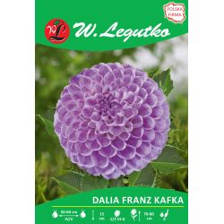 Zahradní jiřina - Franz Kafka - bambulka - růžová - 1 ks. - Cibule a oddenky - W. Legutko