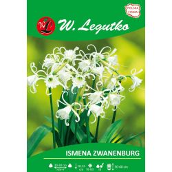 Ismena - Zwanenburg - bílá - 1 ks. - Cibule a oddenky - W. Legutko Ismena - Zwanenburg - bílá - 1 ks. - Cibule a oddenky - W. Legutko