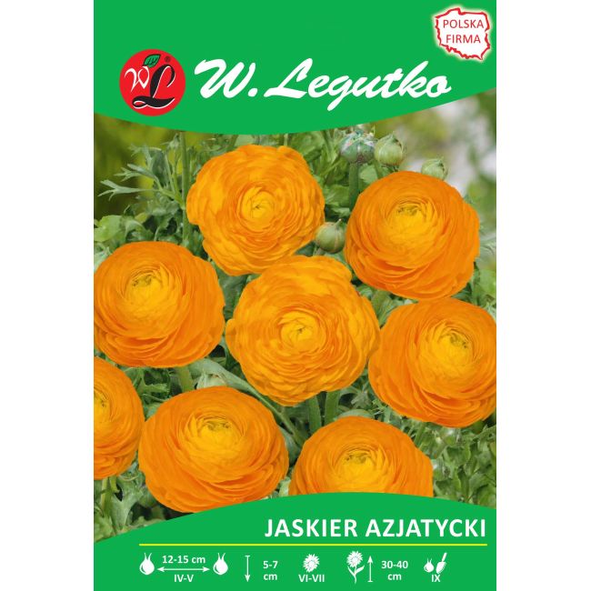Asijský pryskyřník - oranžový - 7 ks. - Cibule a oddenky - W. Legutko Asijský pryskyřník - oranžový - 7 ks. - Cibule a oddenky - W. Legutko