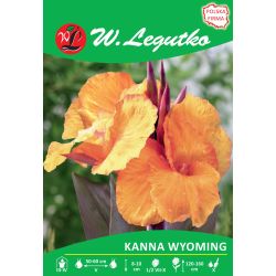 Kanna - Wyoming - hnědý list - oranžová - 1 ks. - Cibule a oddenky - W. Legutko Kanna - Wyoming - hnědý list - oranžová - 1 ks. - Cibule a oddenky - W. Legutko
